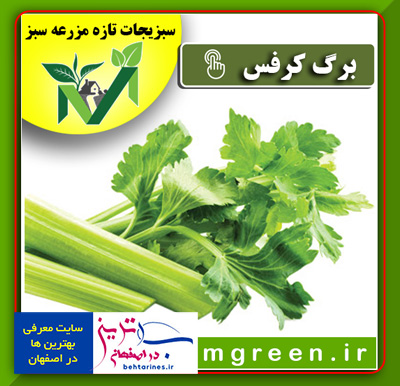 سبزی-برگ-کرفس-کوهی-خرید-و-فروش-اینترنتی-سبزیجات-آماده-آنلاین-در-اصفهان-بصورت-کیلویی-و-عمده-با-قیمت-امروز-با-تخفیف